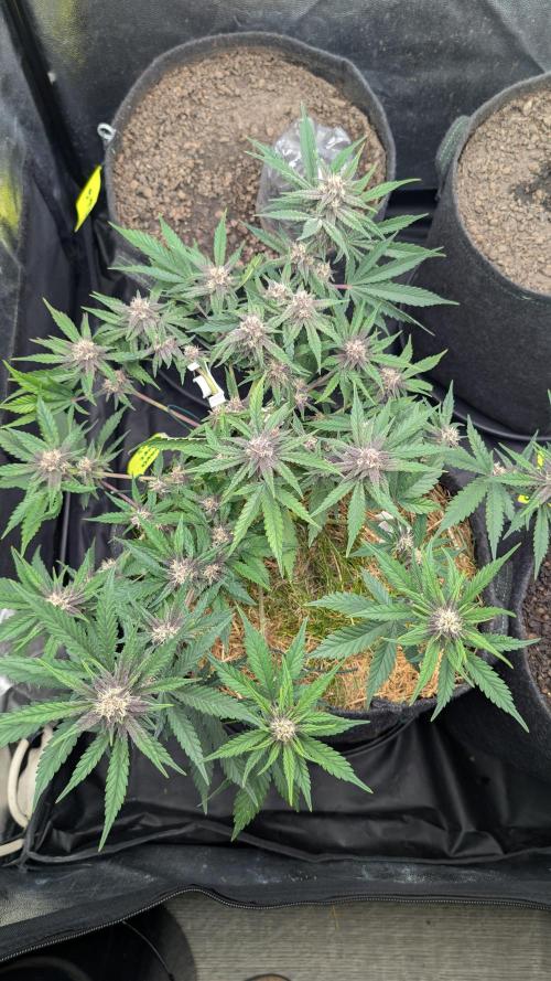 The G-Wagon Autoflower WorldCup 26. Week 7