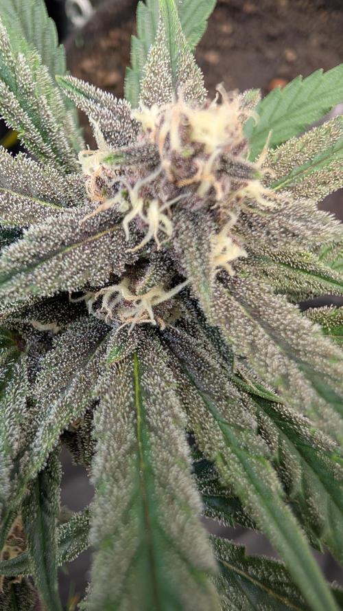 The G-Wagon Autoflower WorldCup 26. Week 7