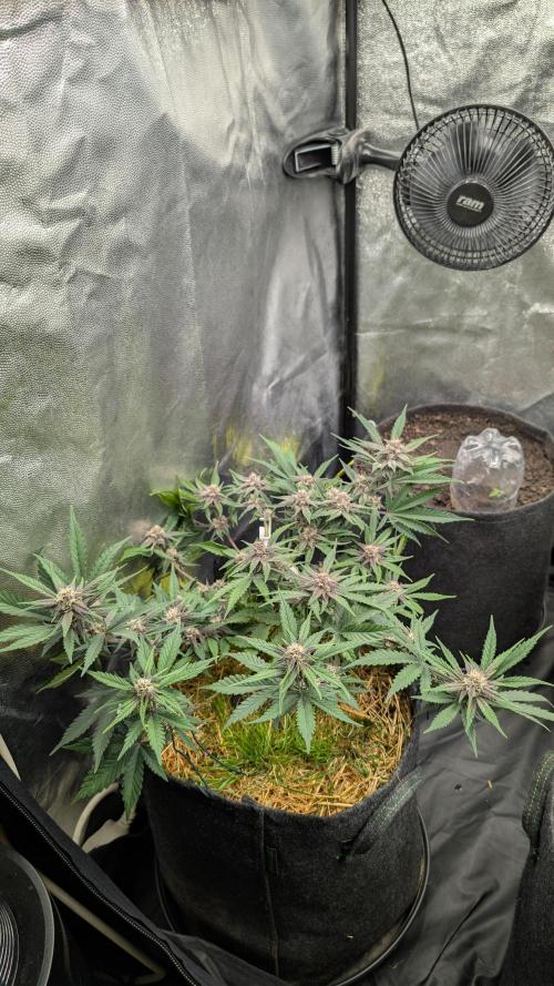 The G-Wagon Autoflower WorldCup 26. Week 7