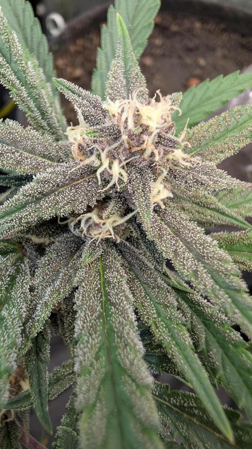 The G-Wagon Autoflower WorldCup 26. Week 7