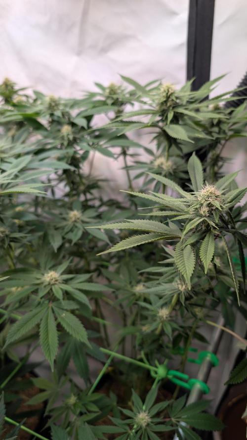 Cup Winning Strains 2026. Week 10