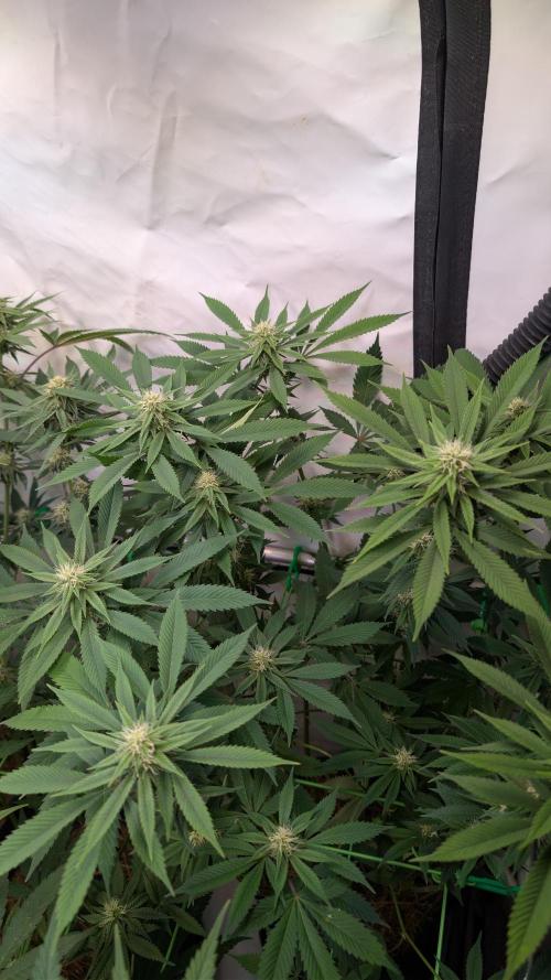 Cup Winning Strains 2026. Week 10