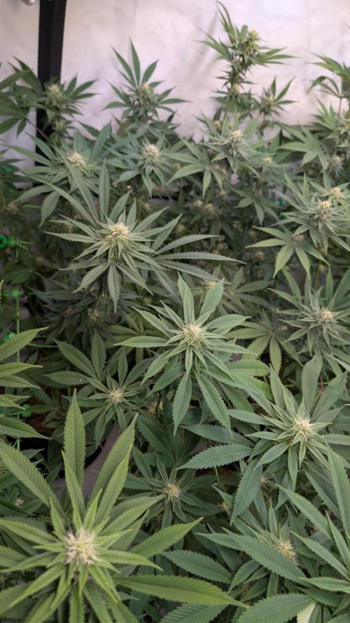 Cup Winning Strains 2026. Week 10