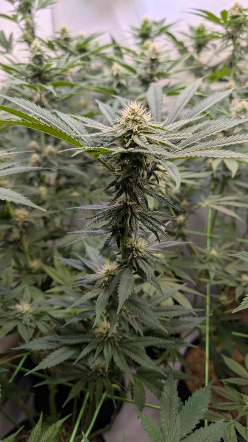 Cup Winning Strains 2026. Week 10