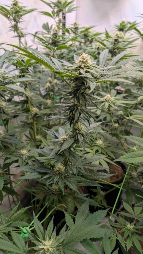 Cup Winning Strains 2026. Week 10
