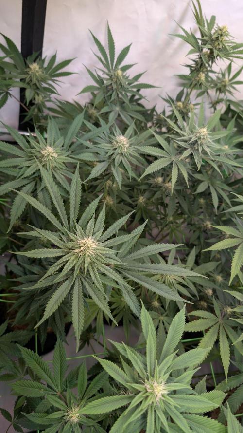 Cup Winning Strains 2026. Week 10