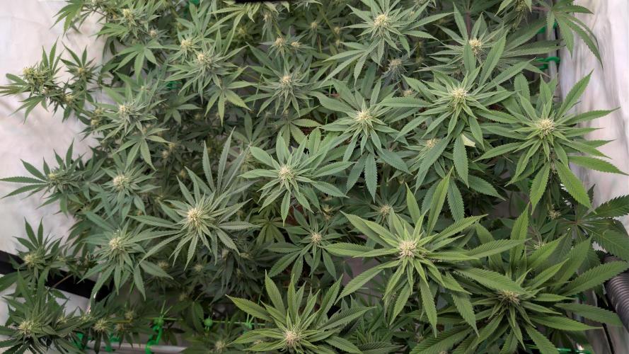 Cup Winning Strains 2026. Week 10