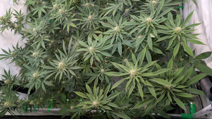 Cup Winning Strains 2026. Week 10