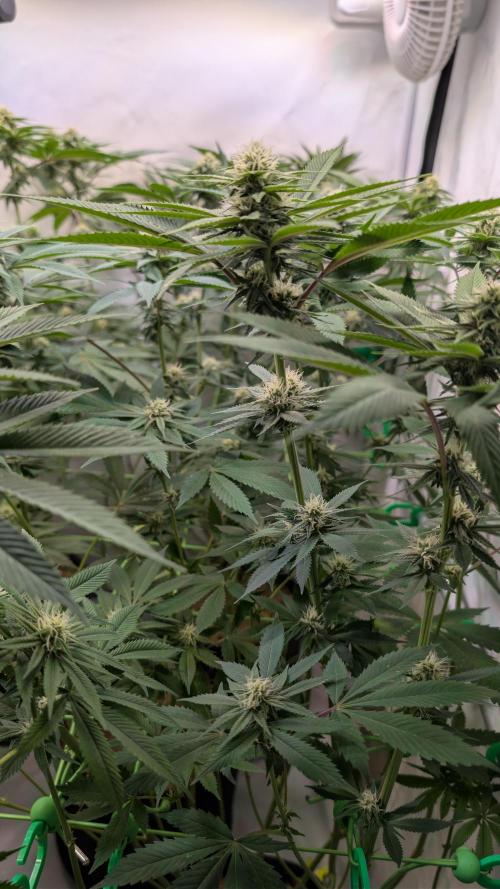 Cup Winning Strains 2026. Week 10
