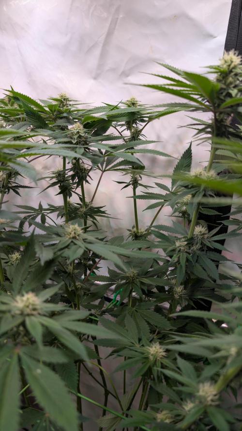Cup Winning Strains 2026. Week 10