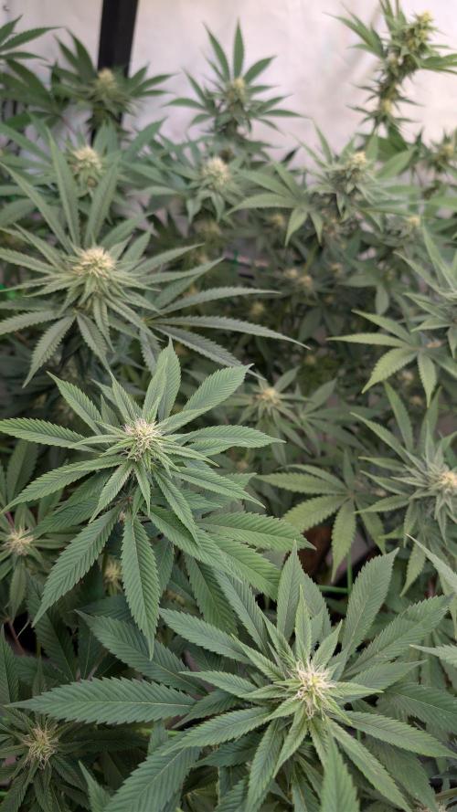 Cup Winning Strains 2026. Week 10