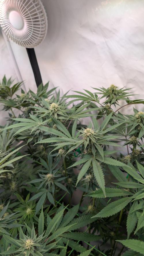 Cup Winning Strains 2026. Week 10