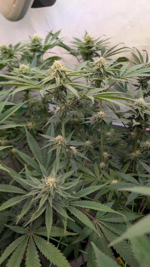 Cup Winning Strains 2026. Week 10
