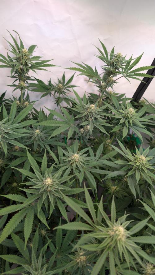 Cup Winning Strains 2026. Week 10