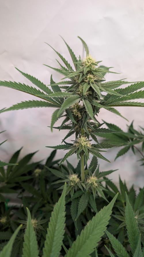 Cup Winning Strains 2026. Week 10