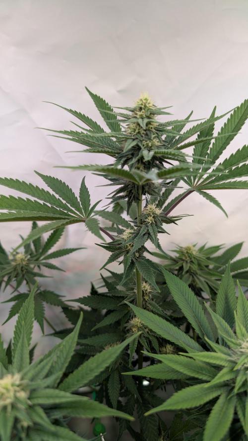Cup Winning Strains 2026. Week 10