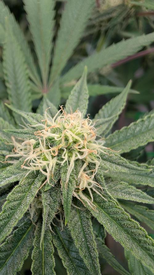 Cup Winning Strains 2026. Week 10