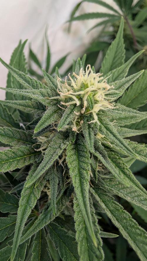 Cup Winning Strains 2026. Week 10