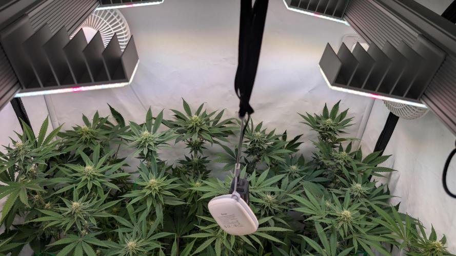 Cup Winning Strains 2026. Week 10