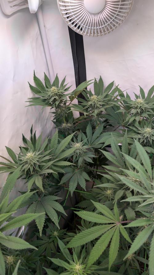Cup Winning Strains 2026. Week 10