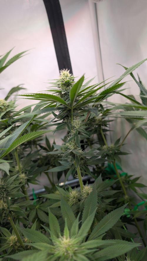 Cup Winning Strains 2026. Week 10