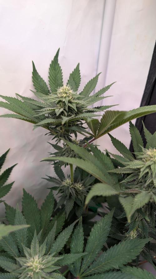 Cup Winning Strains 2026. Week 10