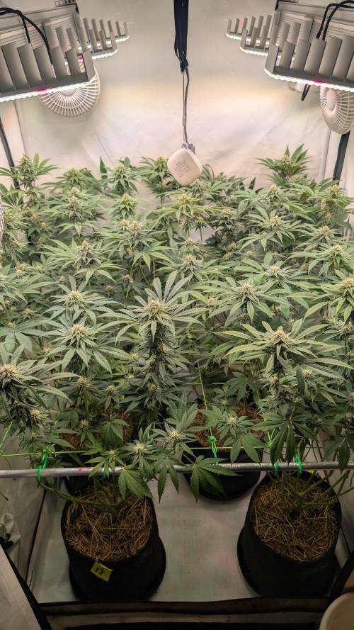 Cup Winning Strains 2026. Week 10