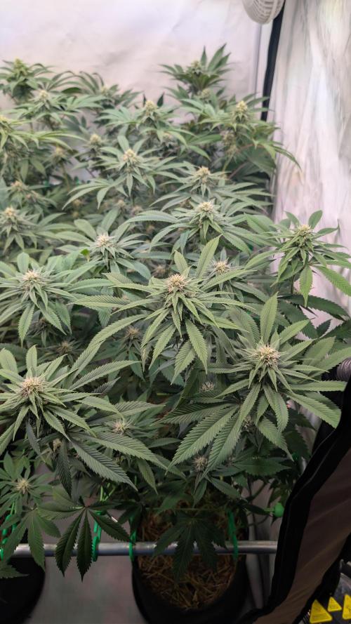 Cup Winning Strains 2026. Week 10