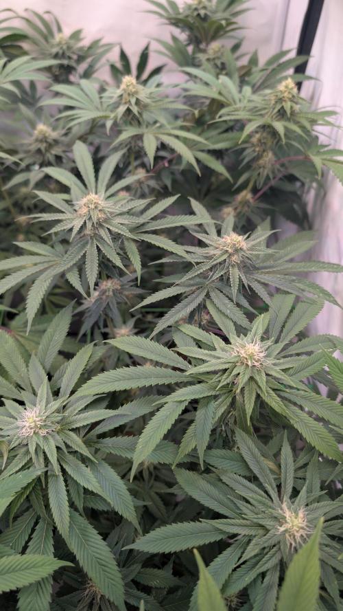 Cup Winning Strains 2026. Week 10