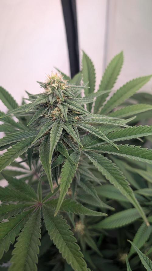 Cup Winning Strains 2026. Week 10