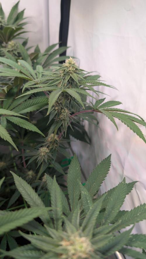 Cup Winning Strains 2026. Week 10