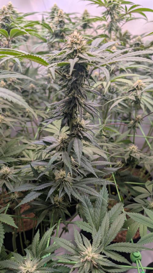 Cup Winning Strains 2026. Week 10