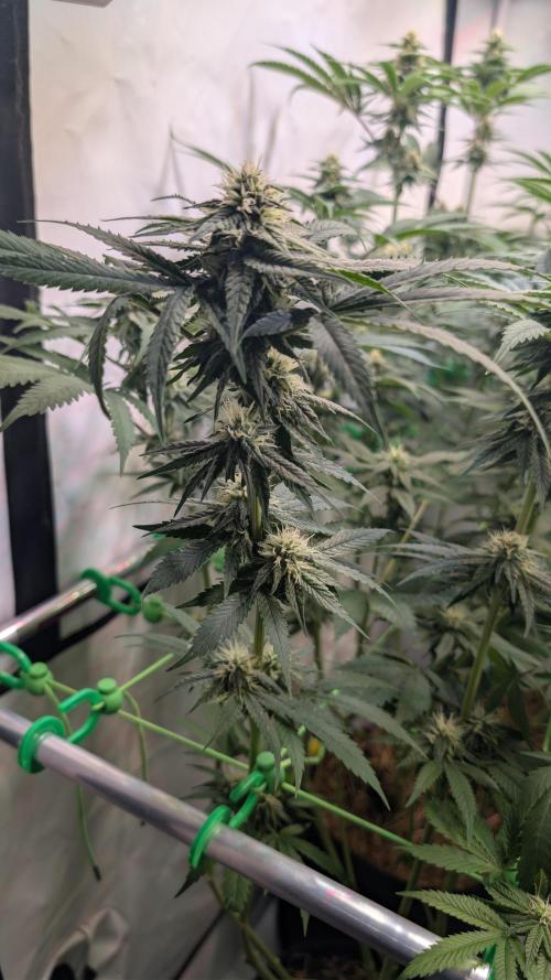 Cup Winning Strains 2026. Week 10