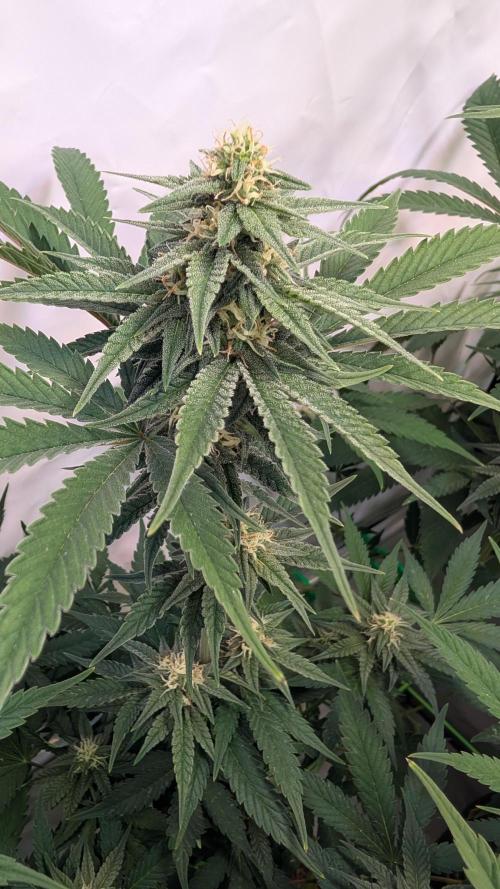 Cup Winning Strains 2026. Week 10