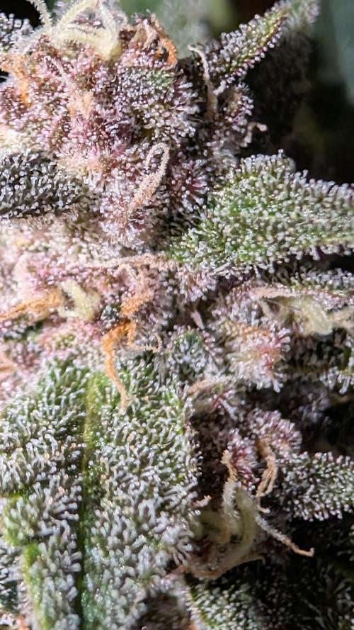 The G-Wagon Autoflower WorldCup 26. Week 8