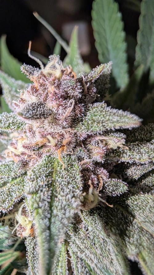 The G-Wagon Autoflower WorldCup 26. Week 8