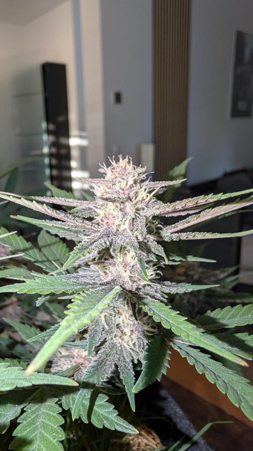 The G-Wagon Autoflower WorldCup 26. Week 8