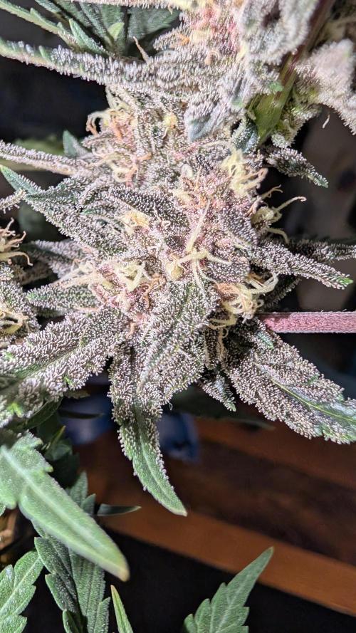 The G-Wagon Autoflower WorldCup 26. Week 8