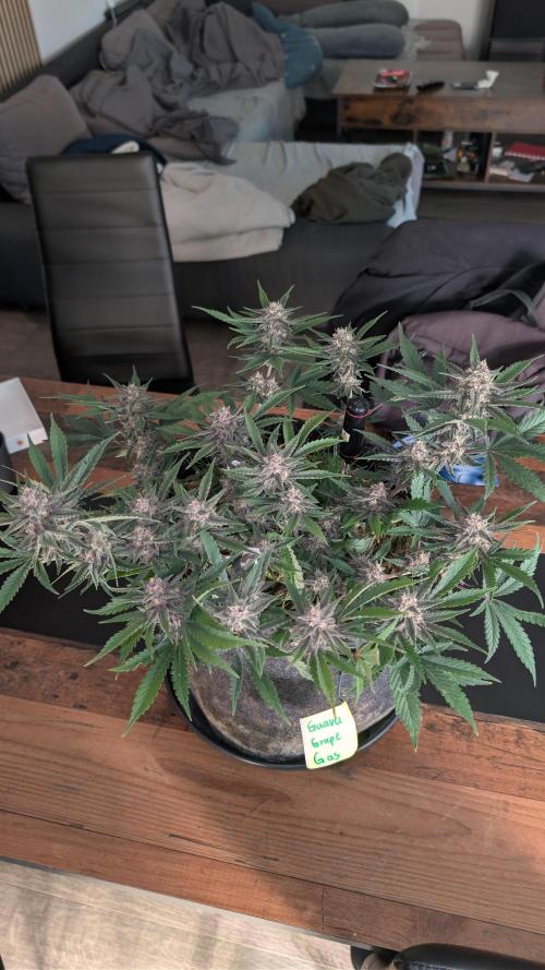 The G-Wagon Autoflower WorldCup 26. Week 8