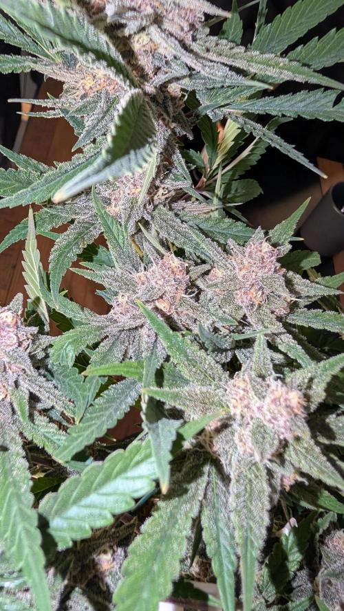 The G-Wagon Autoflower WorldCup 26. Week 8