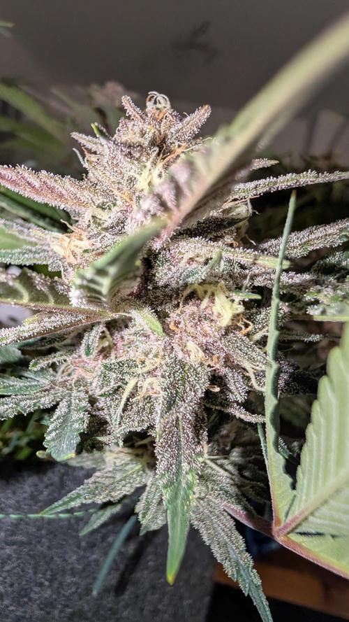 The G-Wagon Autoflower WorldCup 26. Week 8