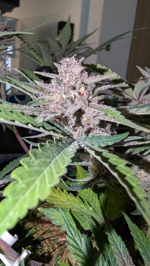 The G-Wagon Autoflower WorldCup 26. Week 8