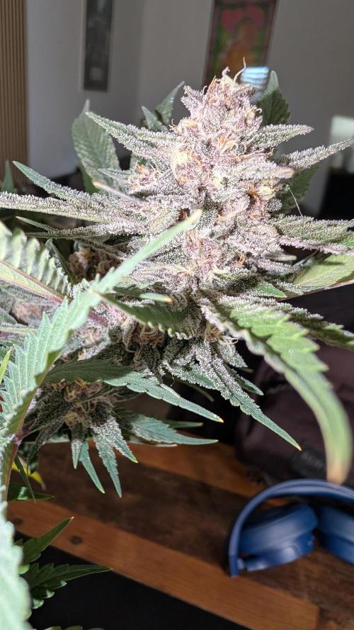 The G-Wagon Autoflower WorldCup 26. Week 8