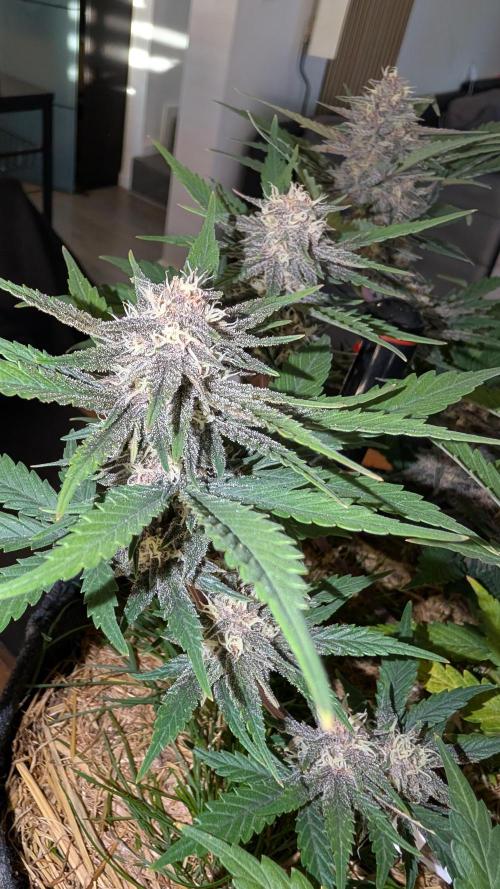 The G-Wagon Autoflower WorldCup 26. Week 8