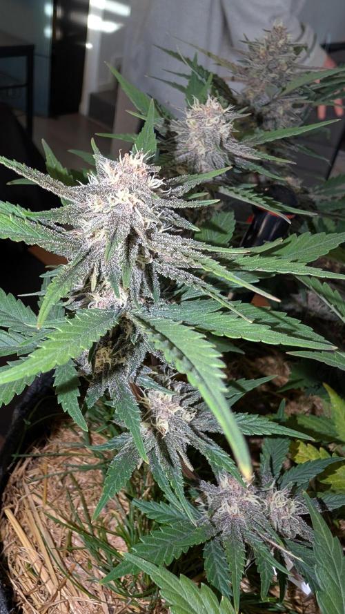 The G-Wagon Autoflower WorldCup 26. Week 8