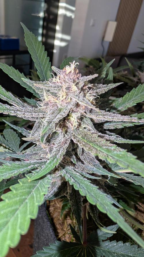 The G-Wagon Autoflower WorldCup 26. Week 8
