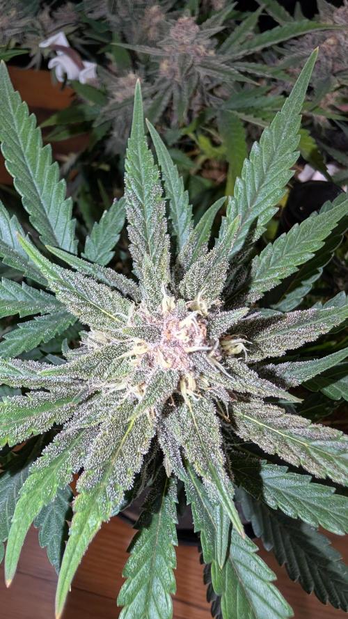 The G-Wagon Autoflower WorldCup 26. Week 8