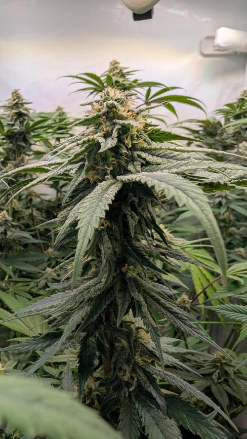 Cup Winning Strains 2026. Week 11