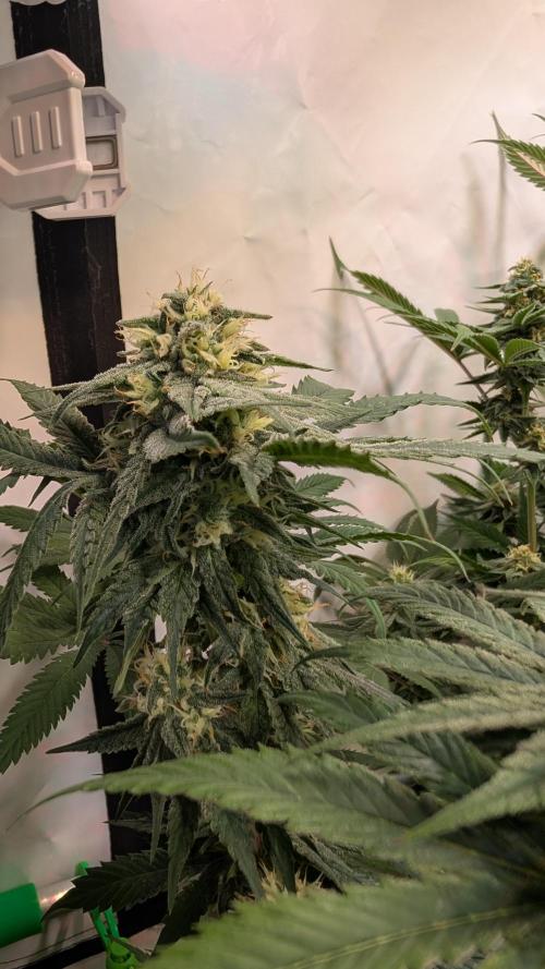 Cup Winning Strains 2026. Week 11