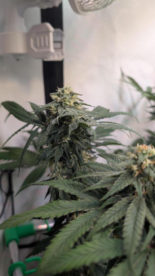 Cup Winning Strains 2026. Week 11